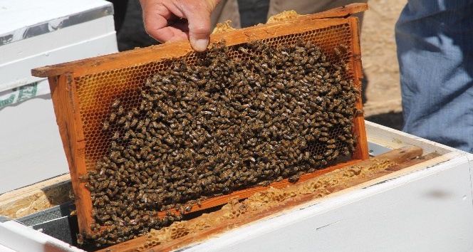Adıyaman'ın yerli arıları tanımlanıyor