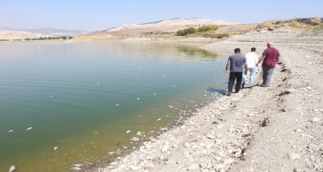 Atatürk Barajında Korkutan Balık Ölümleri