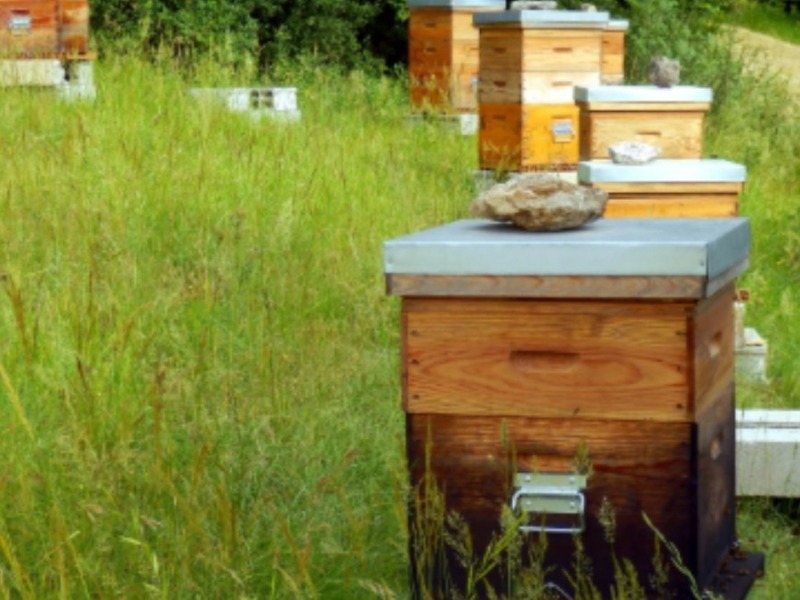 Adıyaman'da organik arısız kovan başvuruları başladı