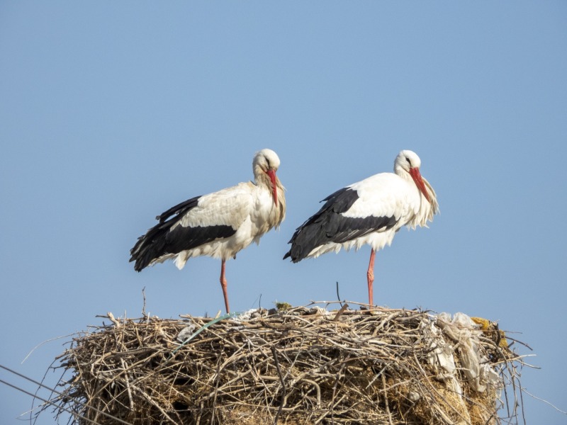 Adıyaman'da baharın ilk leylekleri Kızılcapınar'da görüntülendi