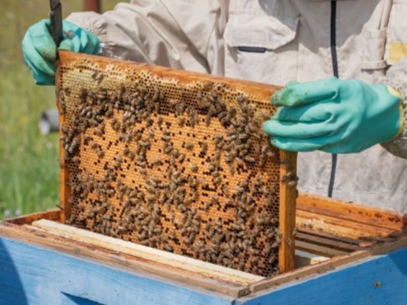 Adıyaman'da Arılı Kovan Projesi başvuruları sürüyor: Son gün yarın