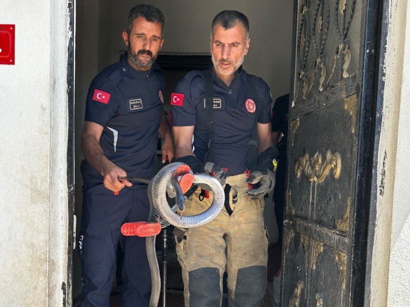 Adıyaman'da evde yılan paniği