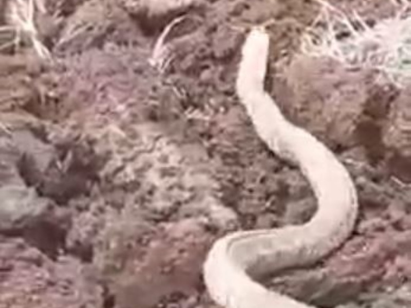 Koruma Altında olan engerek yılanı görüntülendi