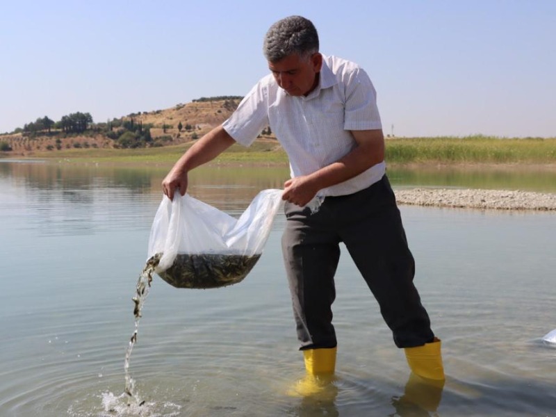 Atatürk Baraj Göletine 7 milyon 180 bin balık bırakıldı